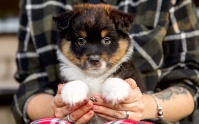 Štene u fokusu: Kako osigurati sretan i zdrav početak zajedničkog života?