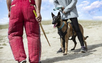 Opasnosti treniranja pasa na obranu i napad