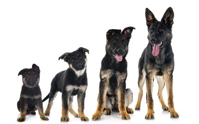 Kad se male šape slože – BESPLATNO SAVJETOVANJE