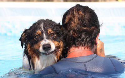 Kad se male šape slože – LJETNI PRAZNICI